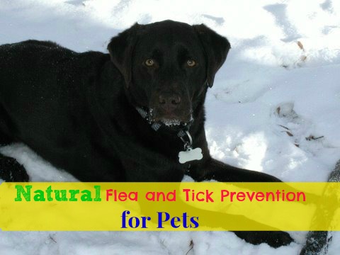 Natural Flea and Tick Prevention for Pets
