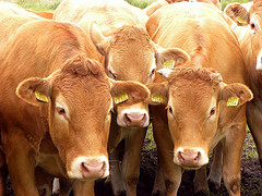 cows overuse of antibiotics