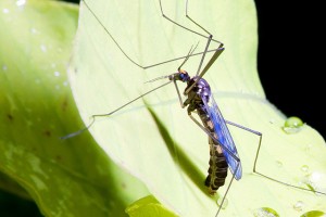 4 DEET-Free Bug Repellents Groovy Green Livin