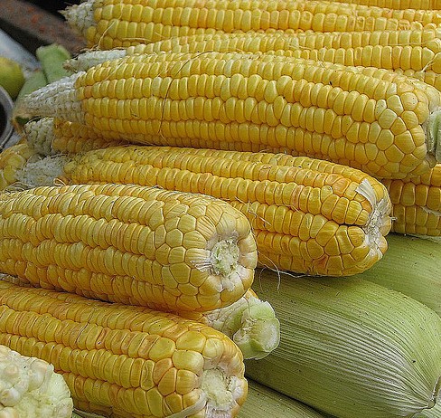 GMO corn on the cob