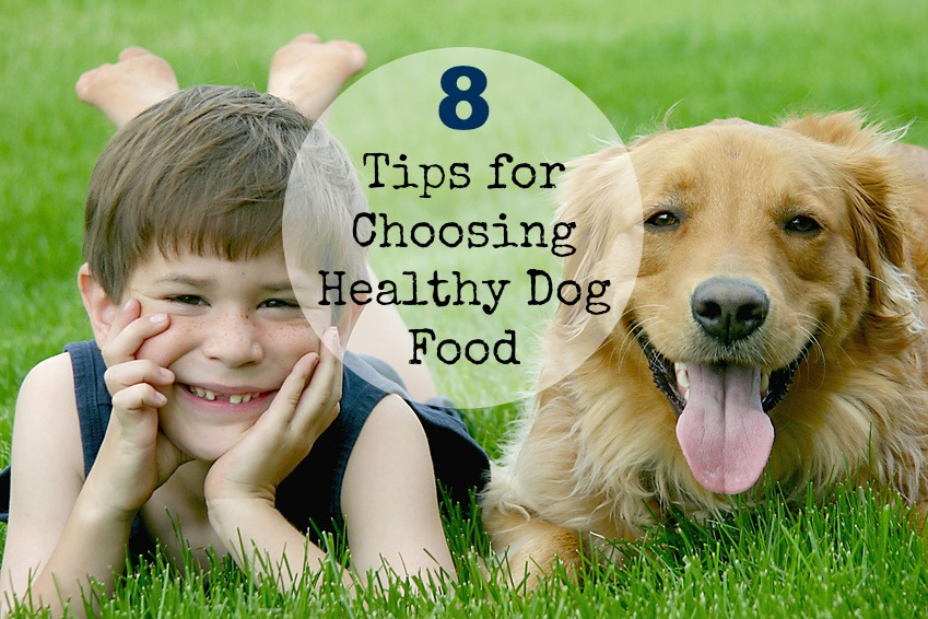 8 Tips for Choosing Healthy Dog Food