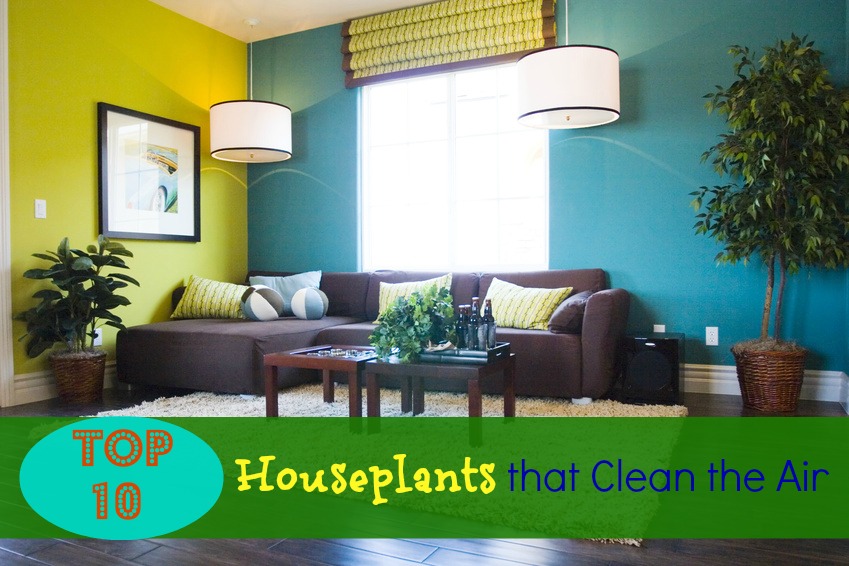 Top 10 Houseplants that Clean the Air