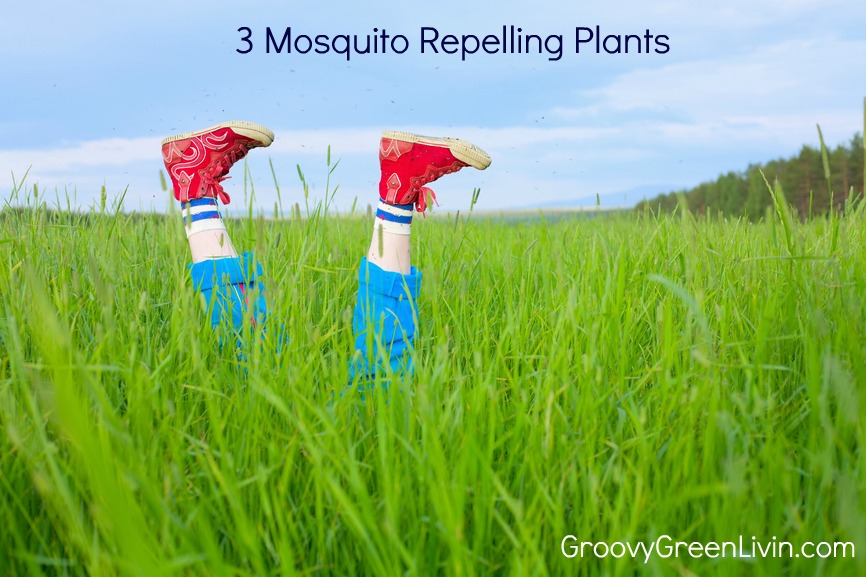 Groovy Green Livin 3 Mosquito Repellent Plants