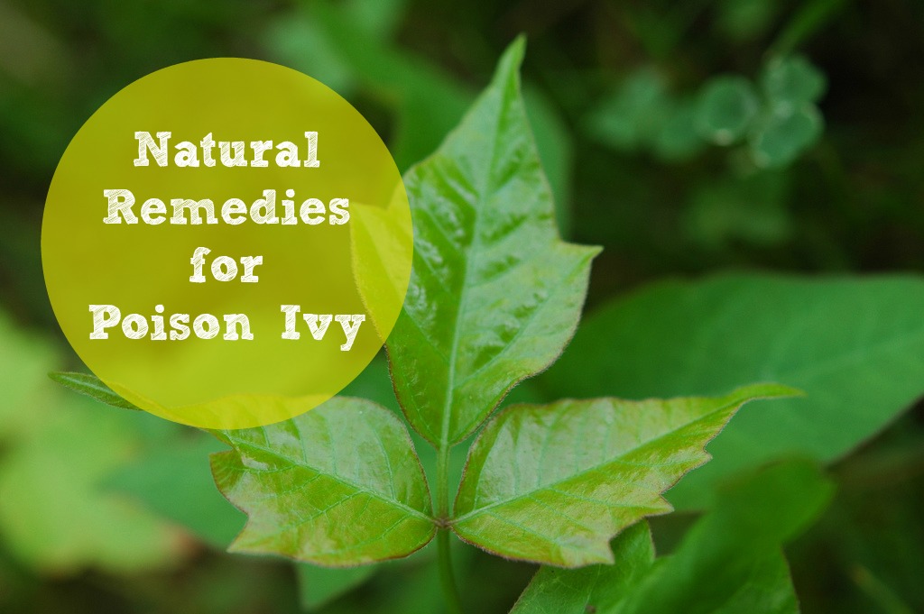 Natural Remedies for Poison Ivy Groovy Green Livin