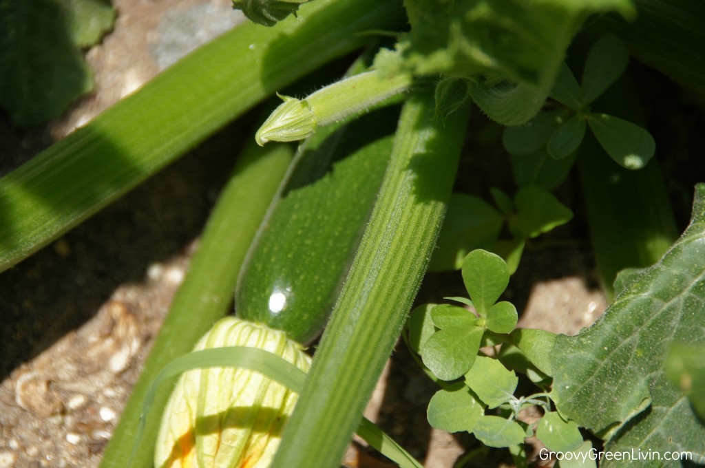 Groovy Green Livin organic zucchini