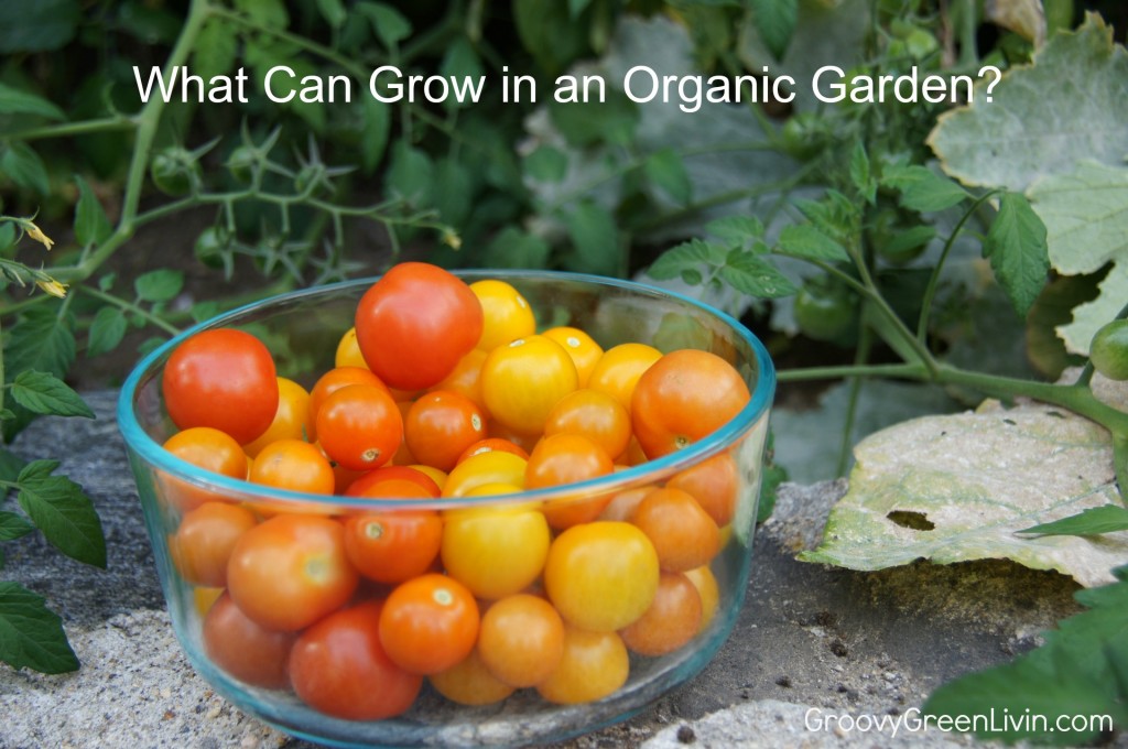 Groovy Green Livin Organic Tomatoes