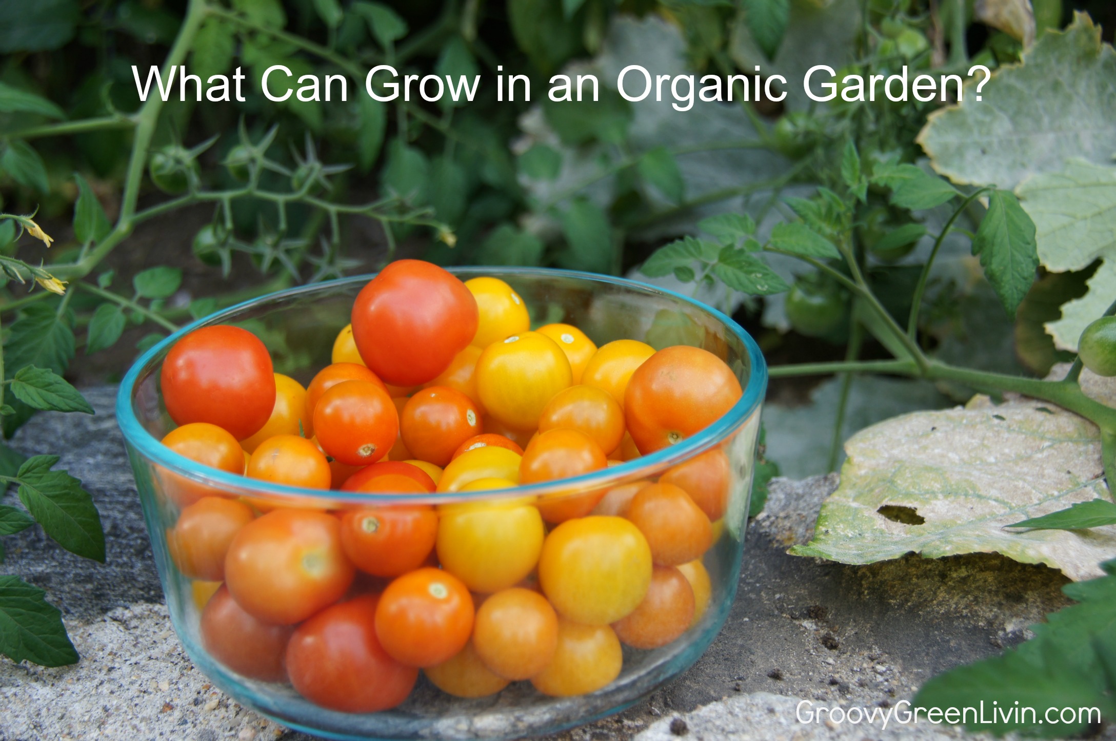 What Can Grow in an Organic Garden?
