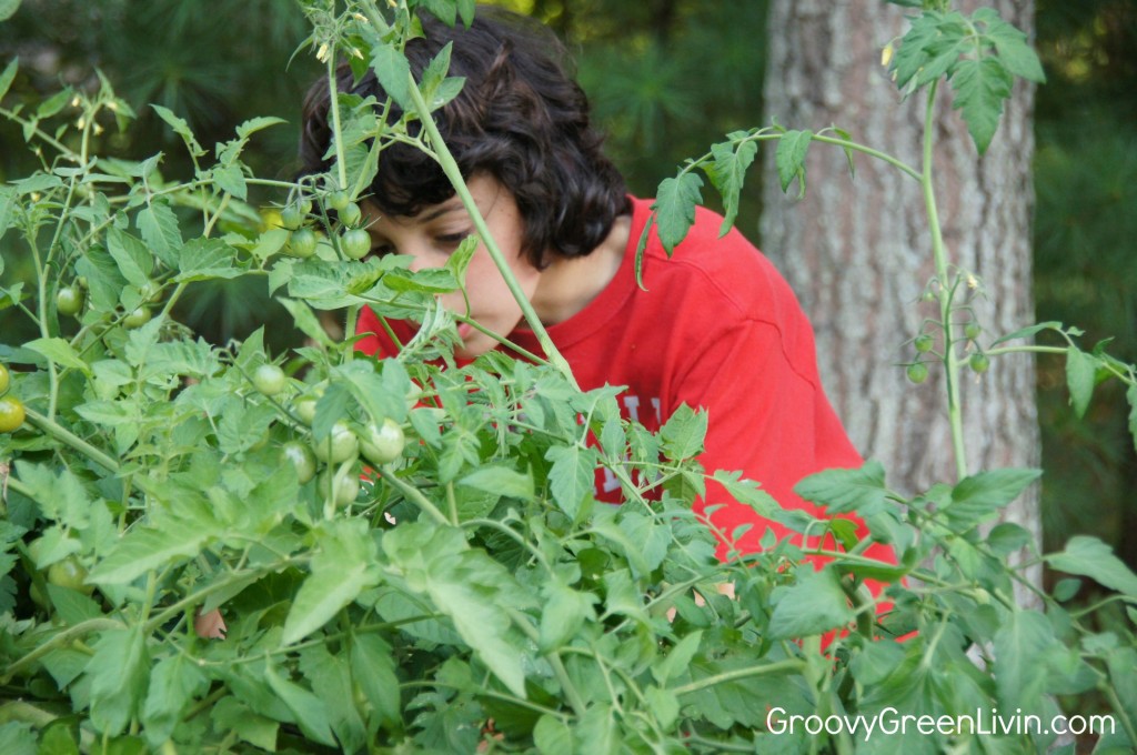 Groovy Green Livin boy picking organic tomatoes