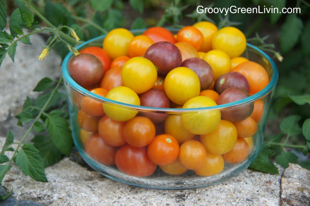 Groovy Green Livin colorful organic tomatoes