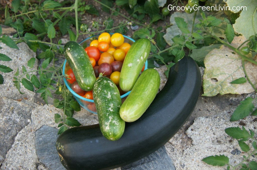 Groovy Green Livin organic garden bounty