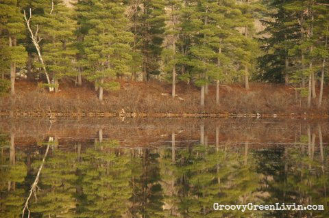 Groovy Green Livin mirror lake