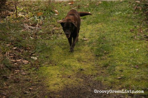 groovy green livin dog on hike