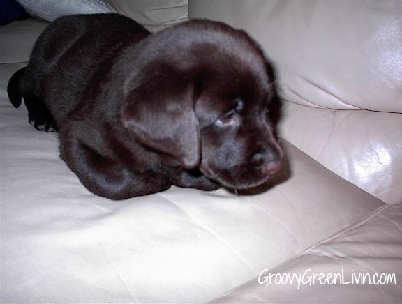 Groovy Green Livin blogging puppy
