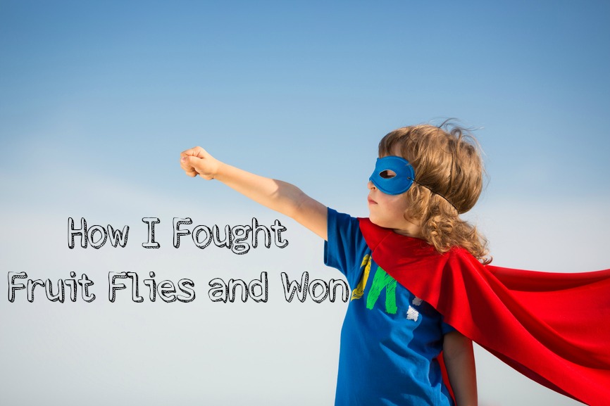 How I Fought Fruit Flies and Won