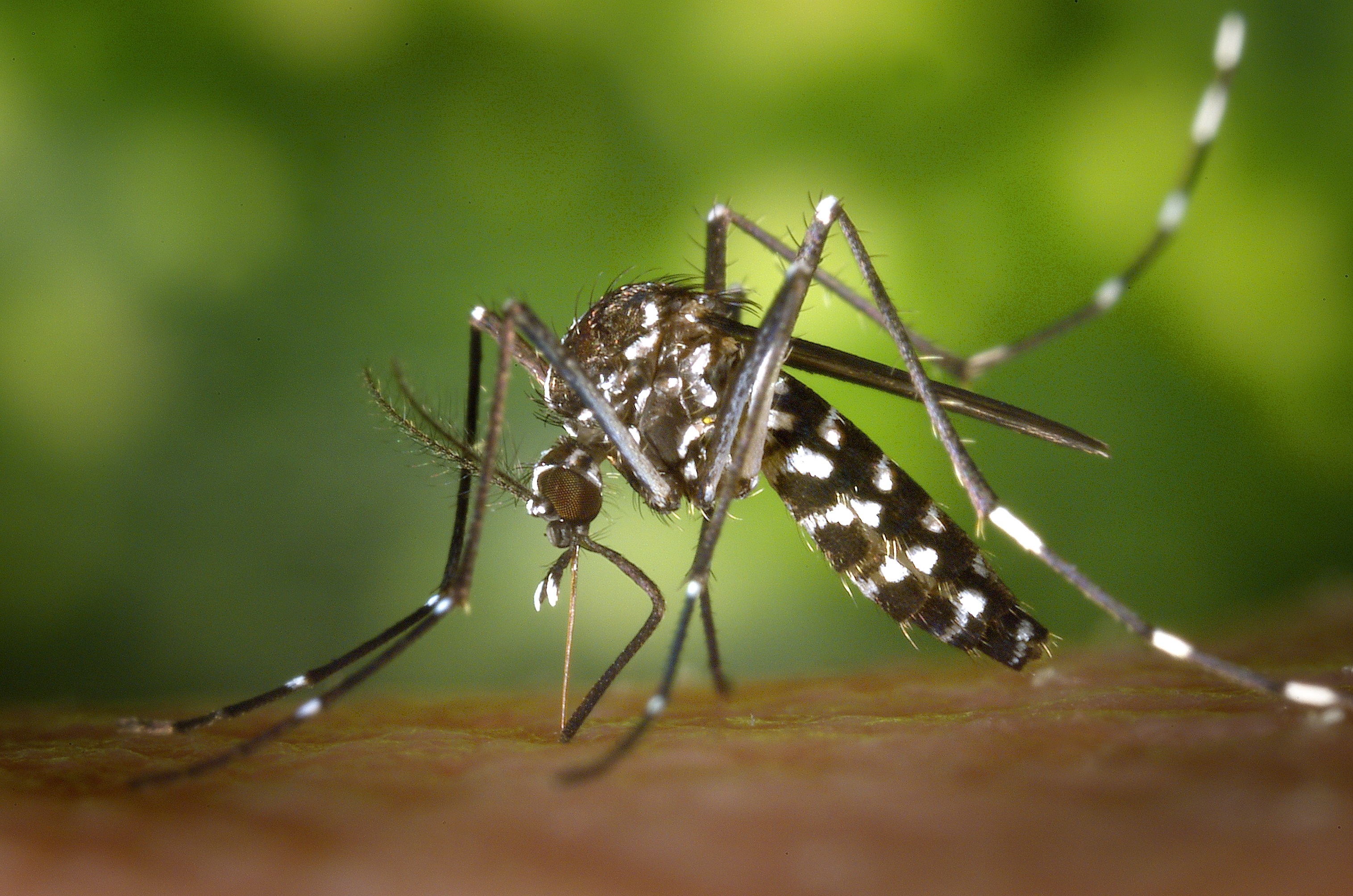 5 Ways to Stop Mosquito Bites From Itching