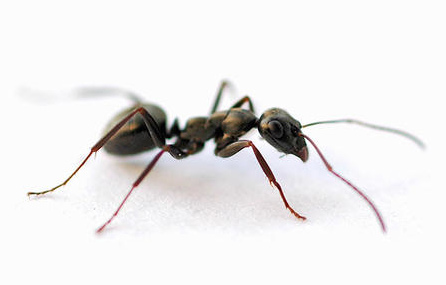 How to Get Rid of Ants Naturally Groovy Green Livin