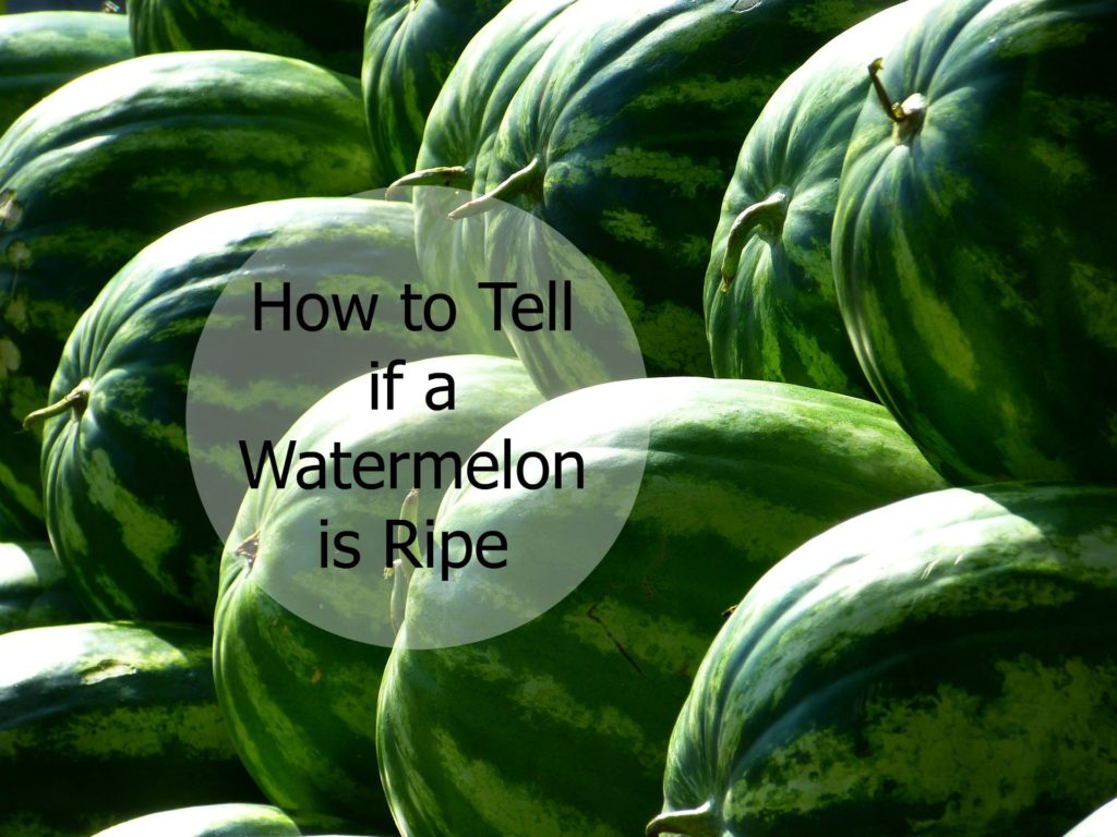 How to Tell If a Watermelon is Ripe Groovy Green Livin